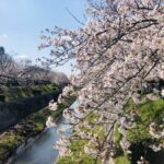 山崎川お花見ラン